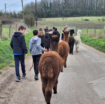 Students walking the alpaca