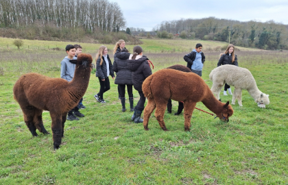 Students stood in a field with grazing alpacas