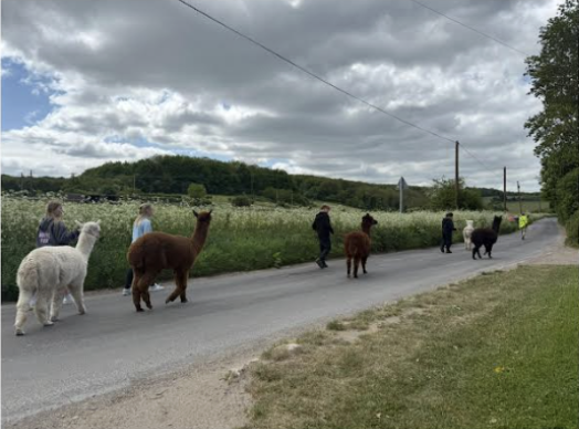 Students walking alpacas