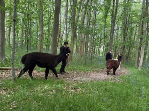 Students walking alpacas
