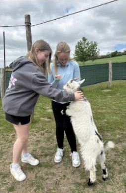 Students stroking a pygmy goat