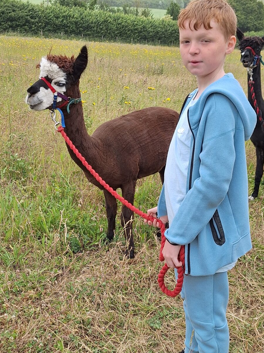 This picture shows a young person with red hair, wearing a blue hooded tracksuit, holding a red lead attached to an alpaca. The alpaca is dark brown with a white face and is wearing a colorful halter. They are standing in a grassy field with some yellow wildflowers. In the background, another alpaca, which is black, can be partially seen.