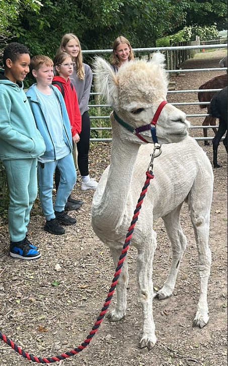 This image shows a white alpaca, which appears to have recently been shorn, standing on a dirt path with a lead rope attached to its halter. Behind the alpaca, there are five young people looking towards it. In the background, there is a fence and some green foliage. Another alpaca can be partially seen on the right side of the image, behind the fence.