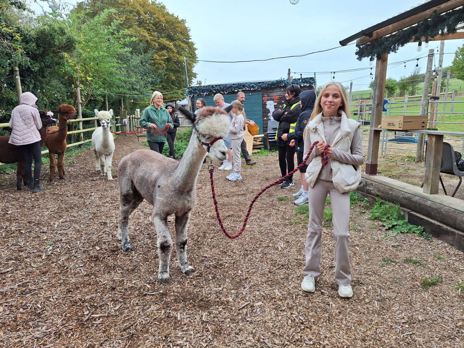 A group of people are gathered in a fenced, wood-chip area at an animal farm. Several alpacas are standing nearby, some on leads. A girl in the foreground is smiling while holding the lead of a large, shorn alpaca with a shaggy neck and head. Other adults and children are visible in the background, suggesting a guided activity.