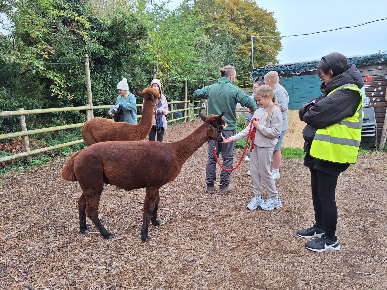 Several people are focused on two dark brown alpacas in a fenced area. A young girl in the center is interacting with one of the alpacas, holding its lead and perhaps offering it food. An adult in a high-visibility vest and another in a green jacket are supervising the activity.