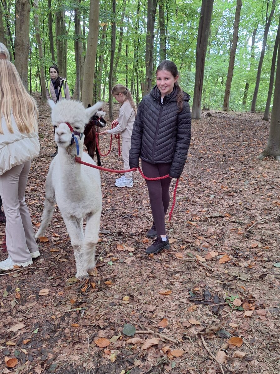 A group is walking alpacas through a wooded area or forest path. A white alpaca on a red and blue lead is prominently in the foreground, being guided by a girl wearing a black puffer jacket. Other children and alpacas are visible behind them on the leaf-covered ground.