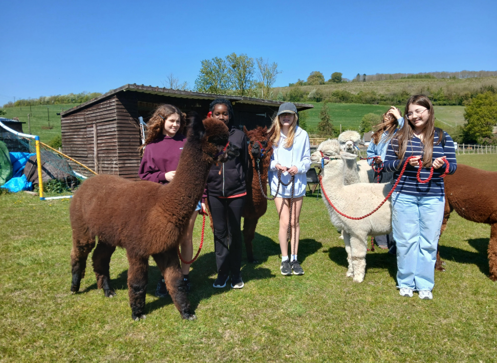 Five youngsters in a field with four alpacas. They are holding leads attached to the animals. There is a stable behind them