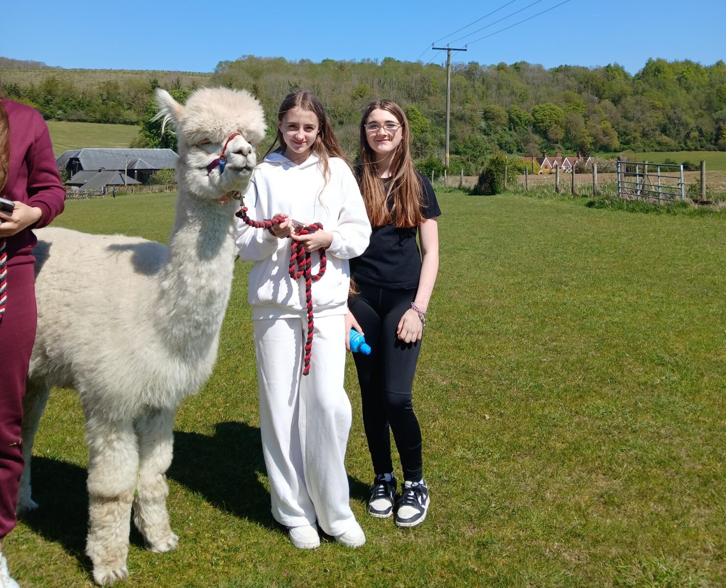 Two girls with a white alpaca in a field